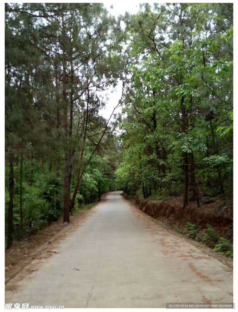 綠林中的小道圖片