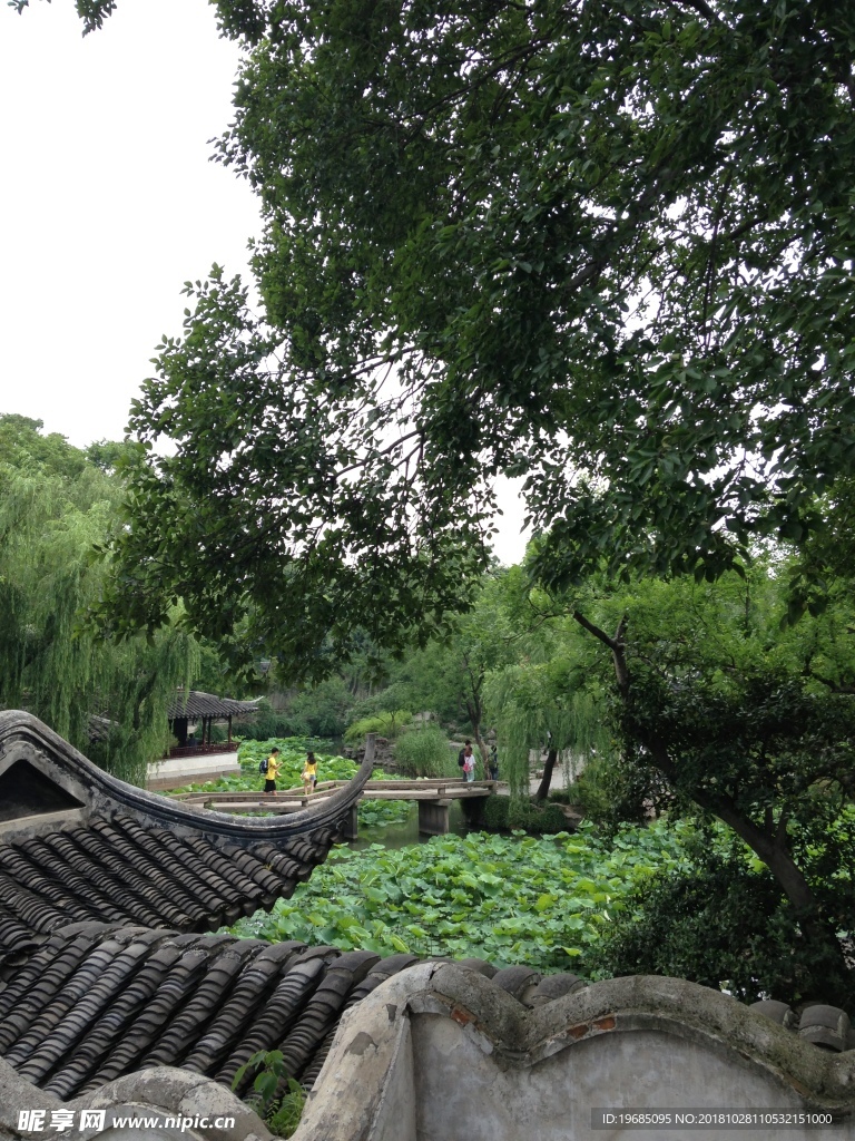 蘇州 拙政園 園林 景觀 綠樹