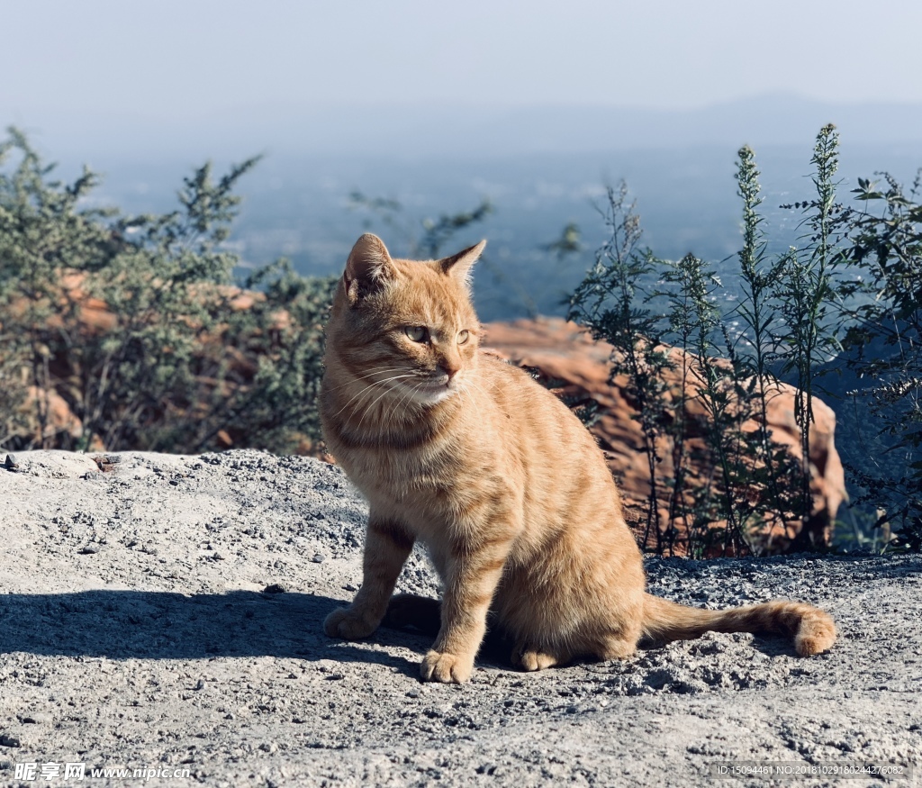 山丘中的猫咪