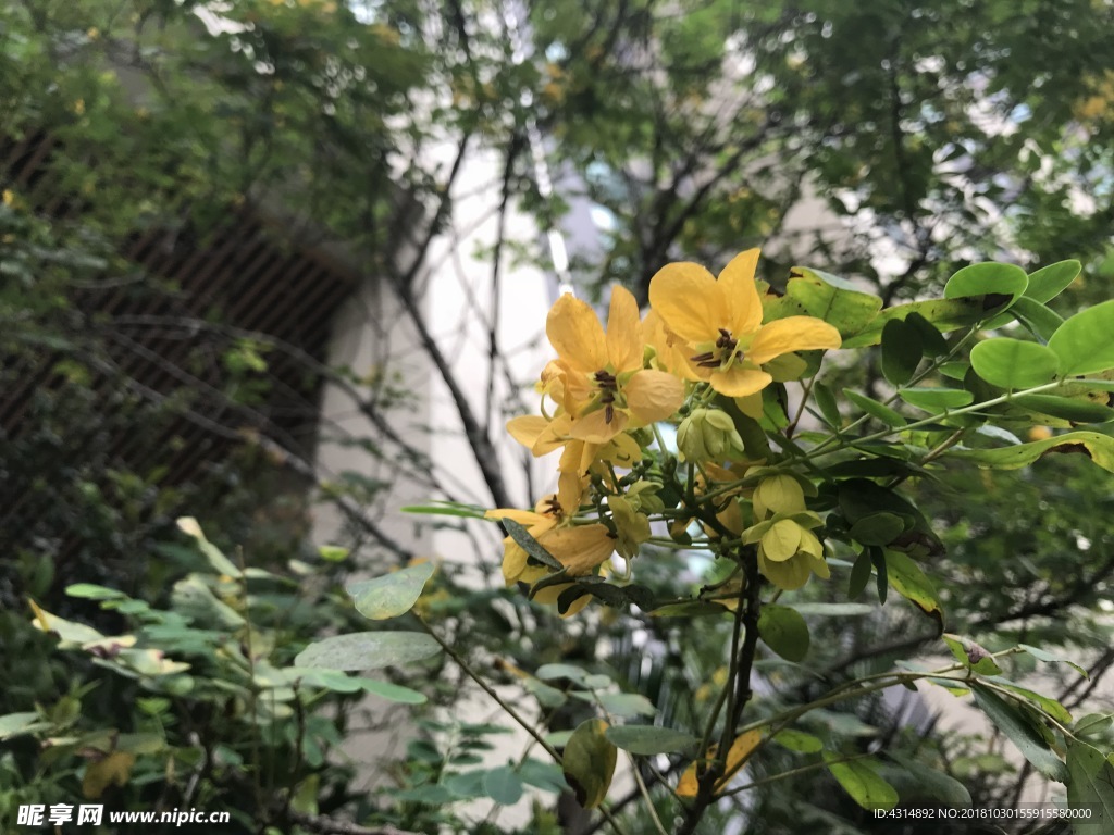 翅莢決明