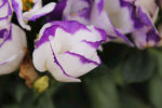 紫边白花