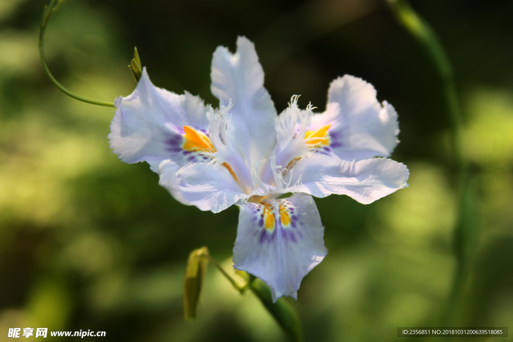 扁竹根花