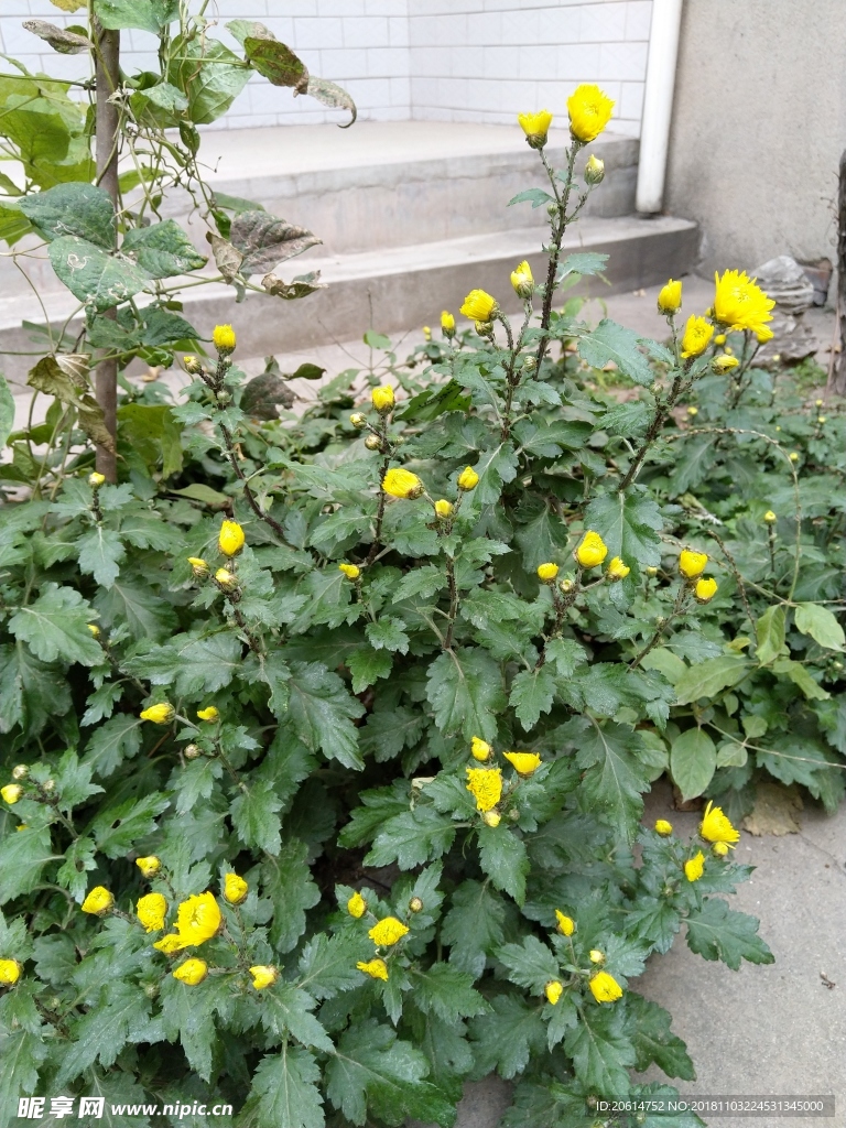 院子里的菊花