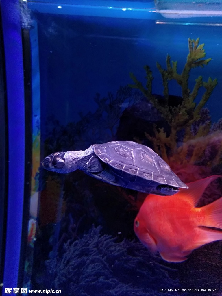 魚缸水龜