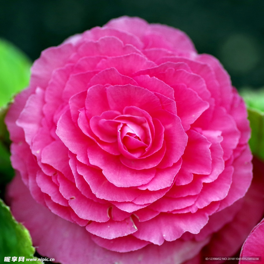 紅色牡丹花
