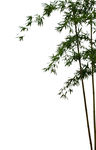 竹子 树叶 绿色 植物 叶子