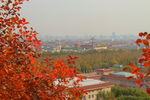 北京红叶