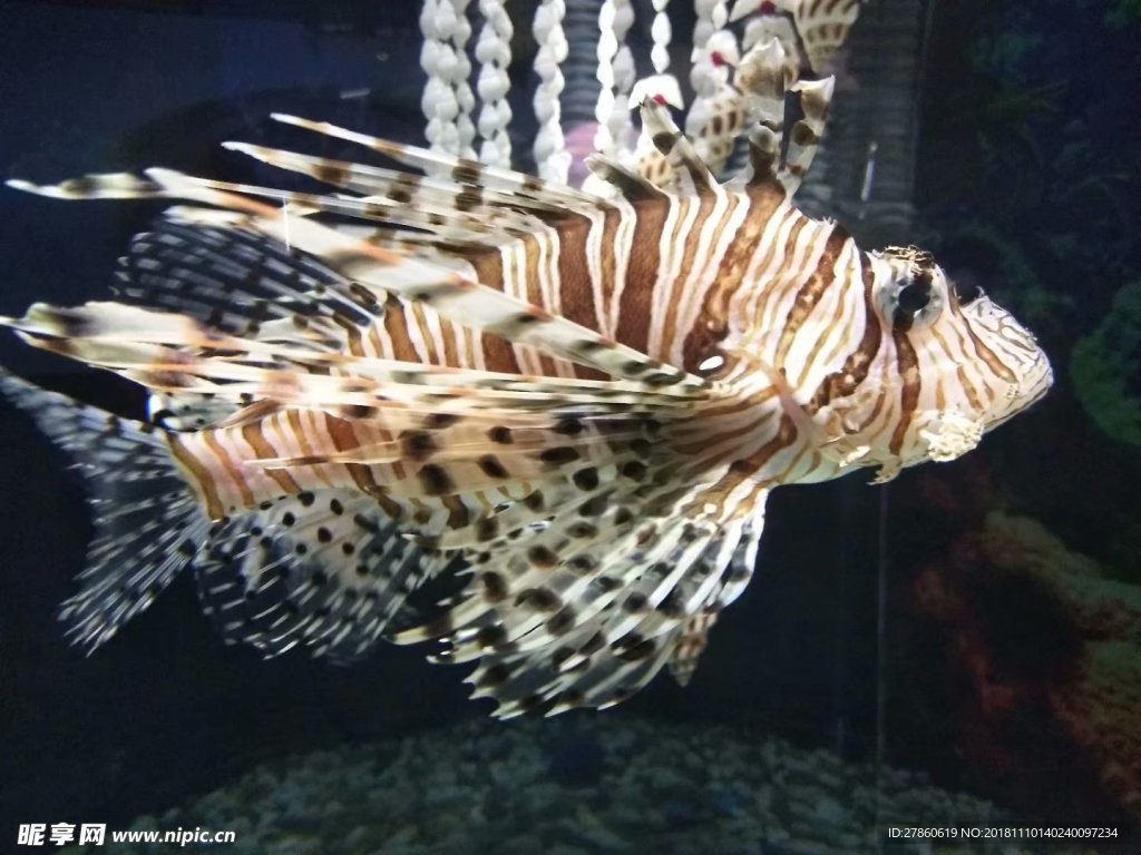 魚
