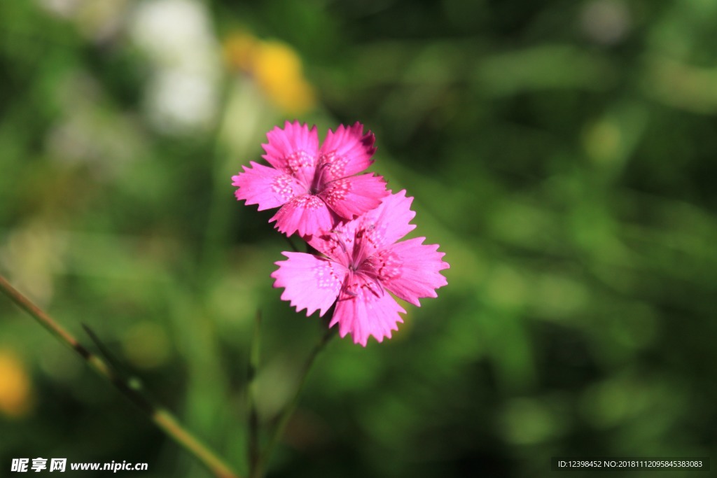 石竹花