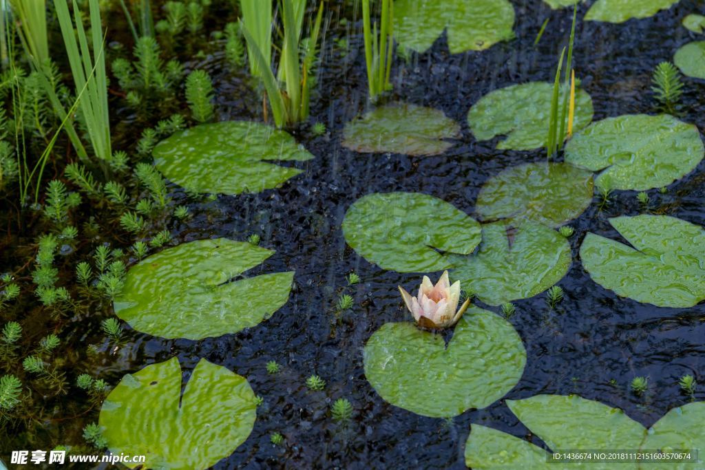 雨中荷花