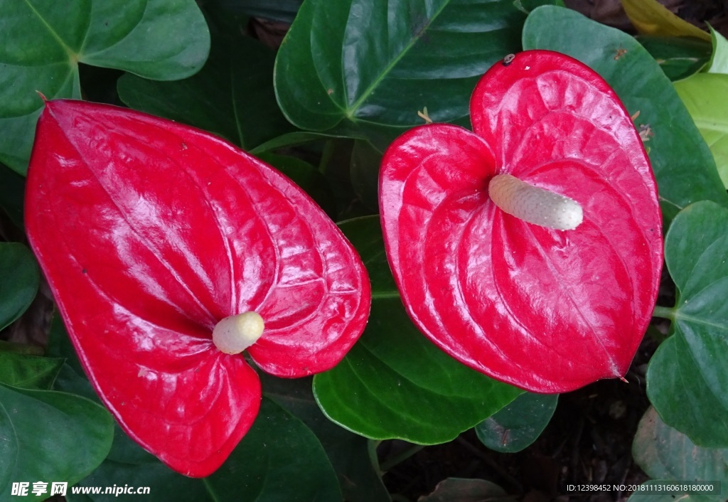 紅掌花