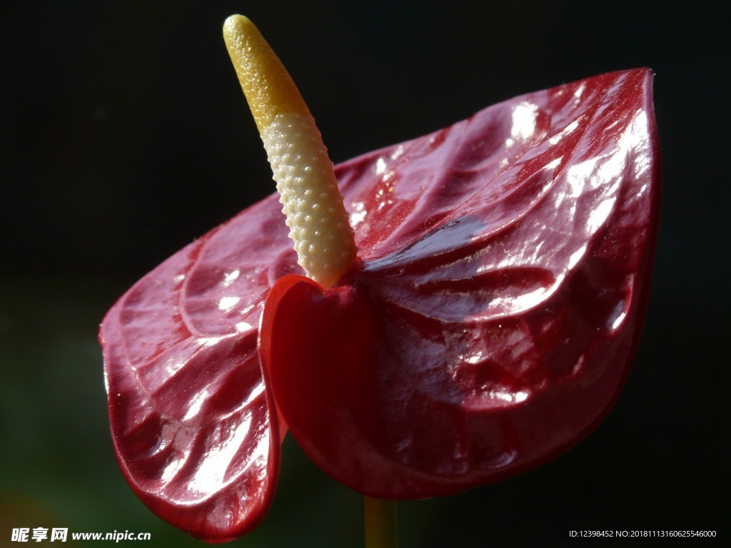 紅掌花