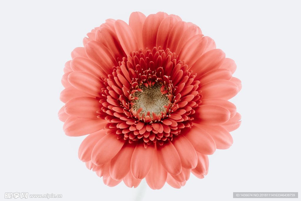 一朵花
