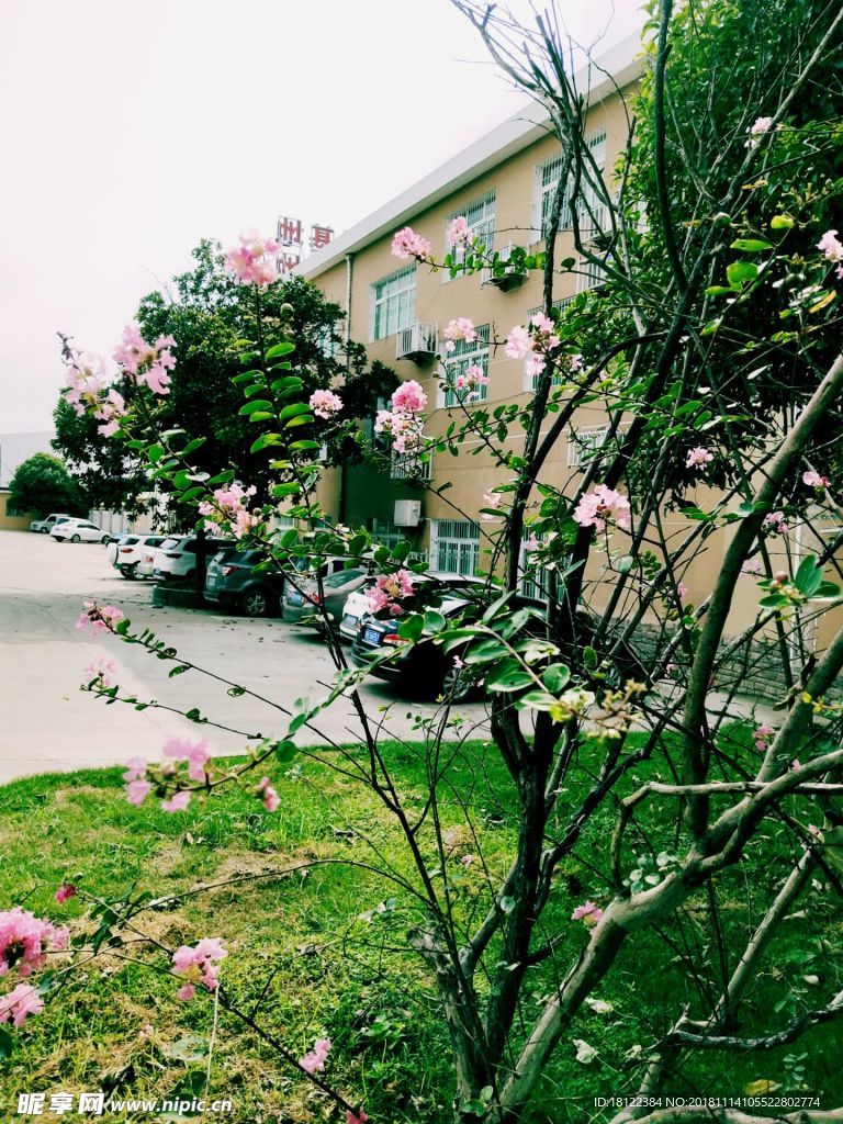 美麗景焦