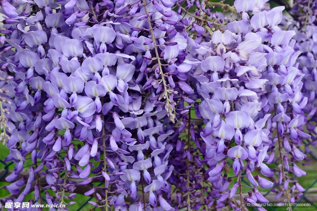 紫藤花