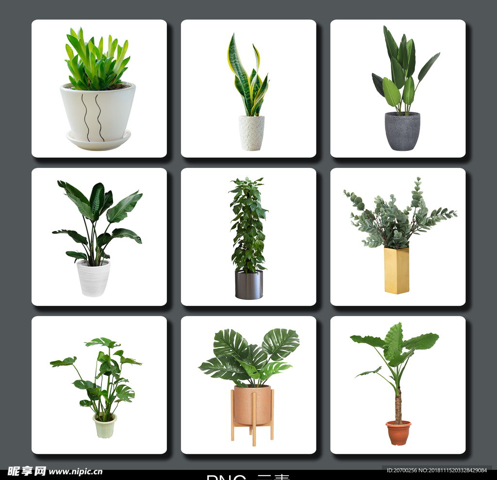 綠色植物