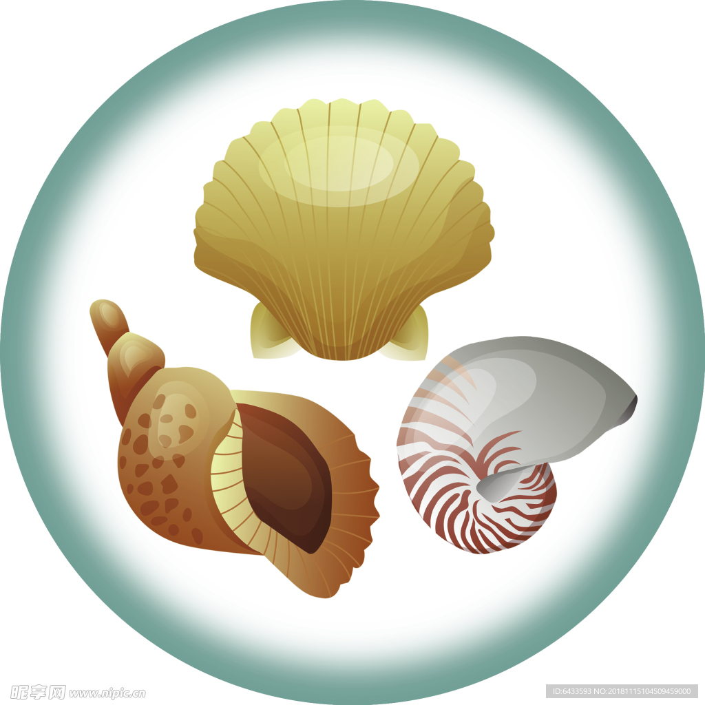 贝壳 海螺