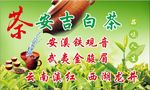 安吉白茶