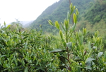 徽州黄山野茶图片