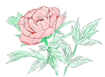 牡丹花