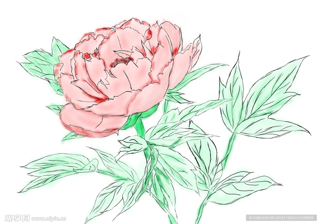 牡丹花