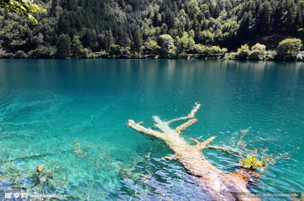 湖水  樹樁  水中樹樁