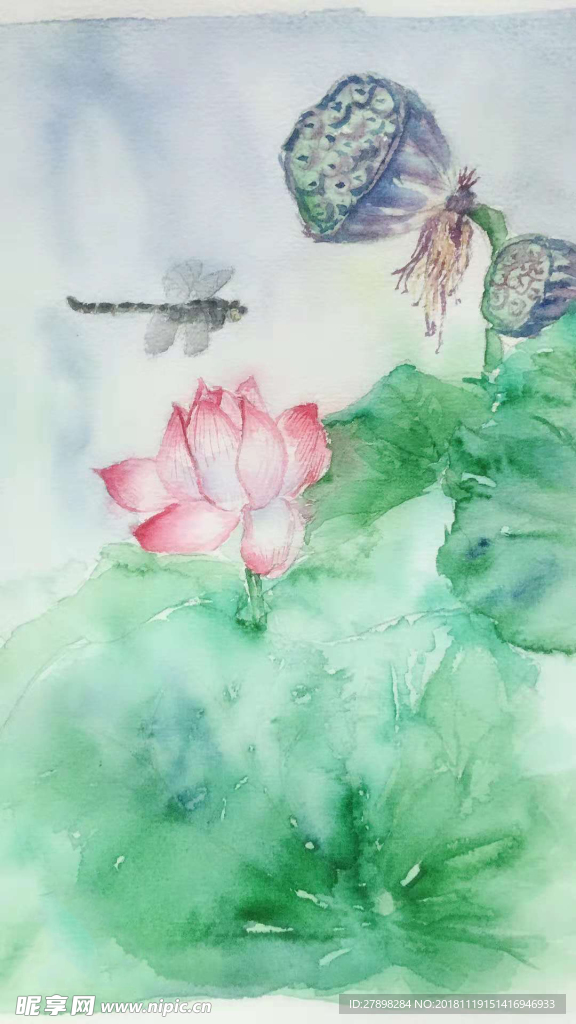 水彩荷花