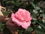 粉色玫瑰 茶花