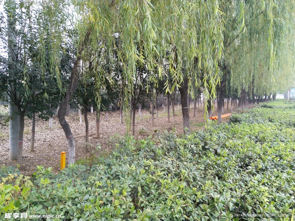 鄉(xiāng)村樹林風(fēng)景