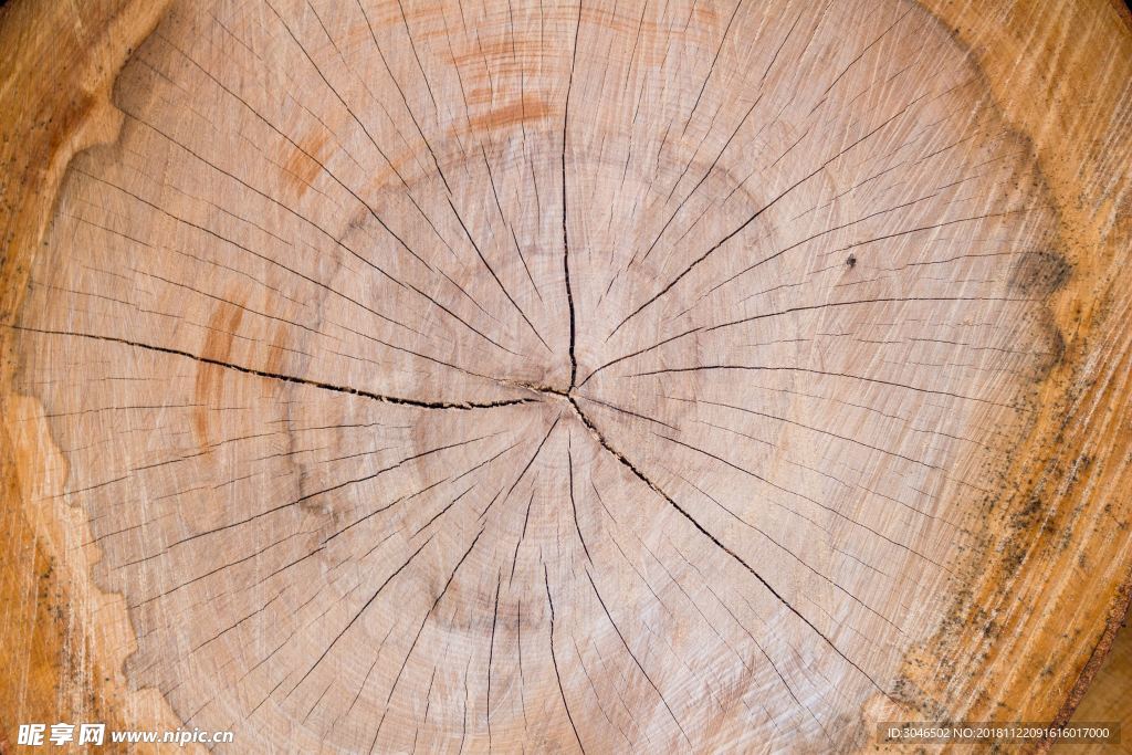 树木材横截面年轮图片素材