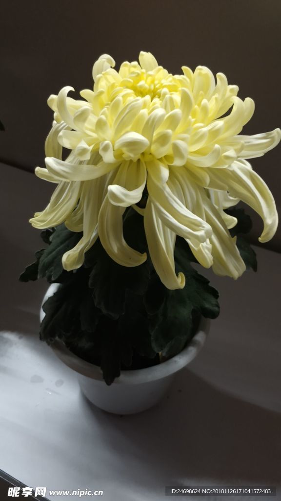 花 菊花 植物 花卉 雛菊 美