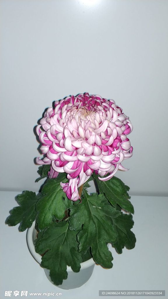 花 菊花 植物 花卉 雛菊 美