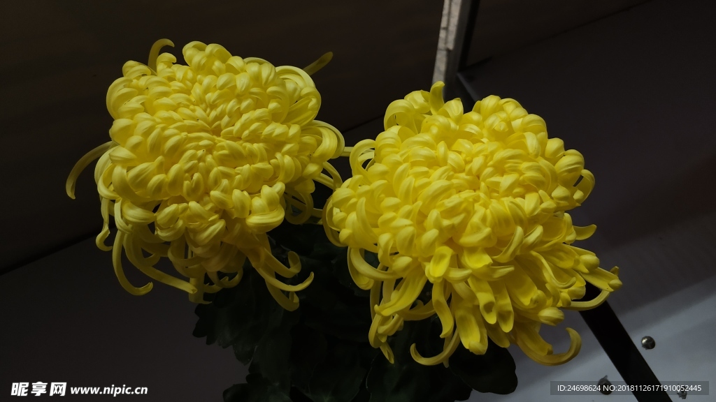 花 菊花 植物 花卉 雛菊 美