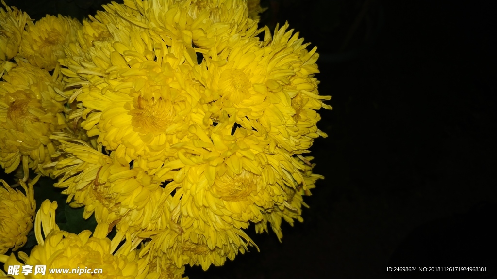 花 菊花 植物 花卉 雛菊 美