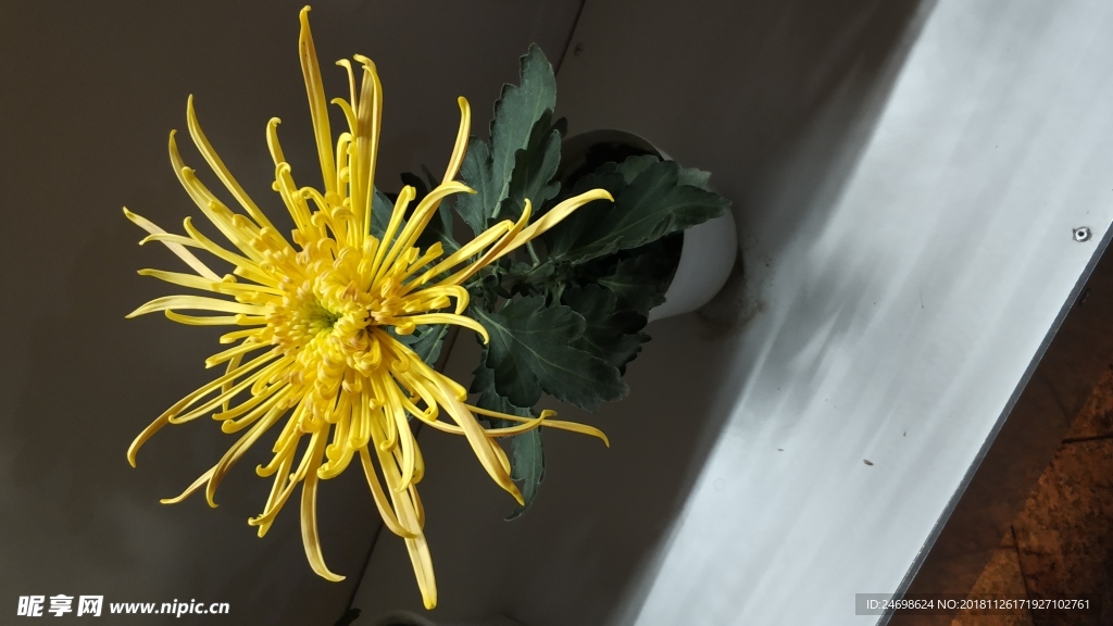 花 菊花 植物 花卉 雛菊 美