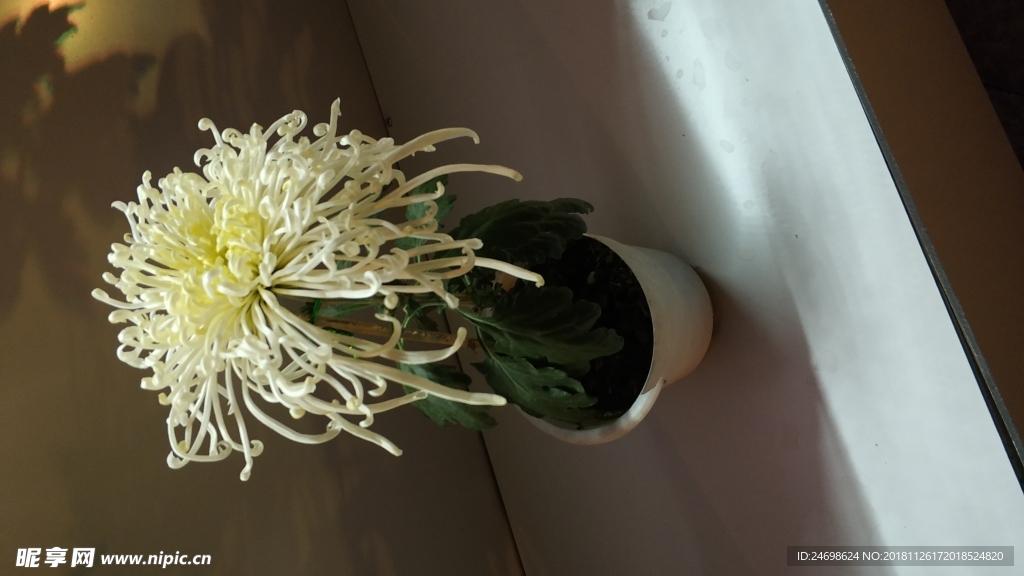 花 菊花 植物 花卉 雛菊 美