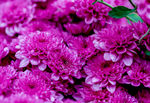 紫色的菊花