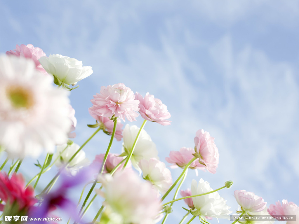 鮮花花朵花卉