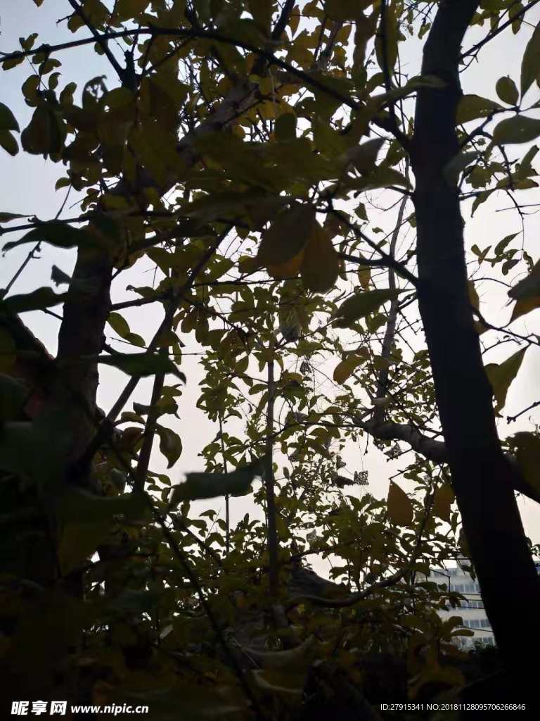 樹和光