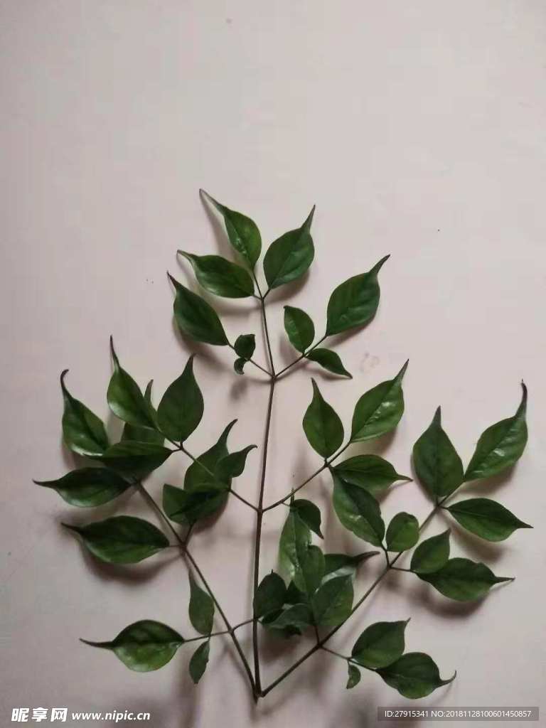 樹葉