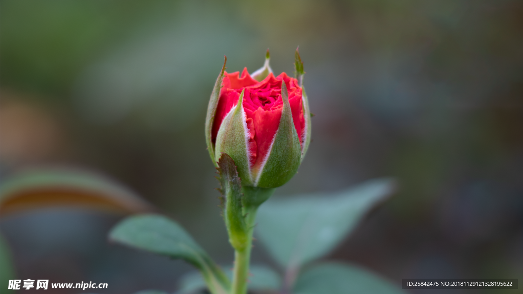 玫瑰花