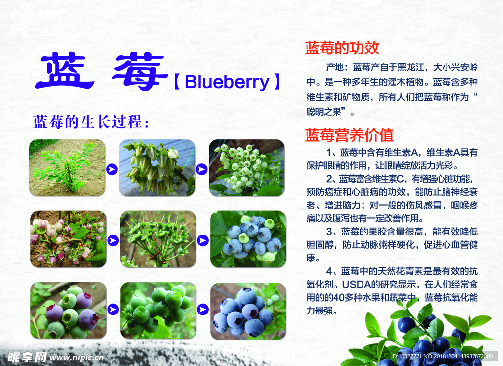 蓝莓展板  蓝莓生长过程展板