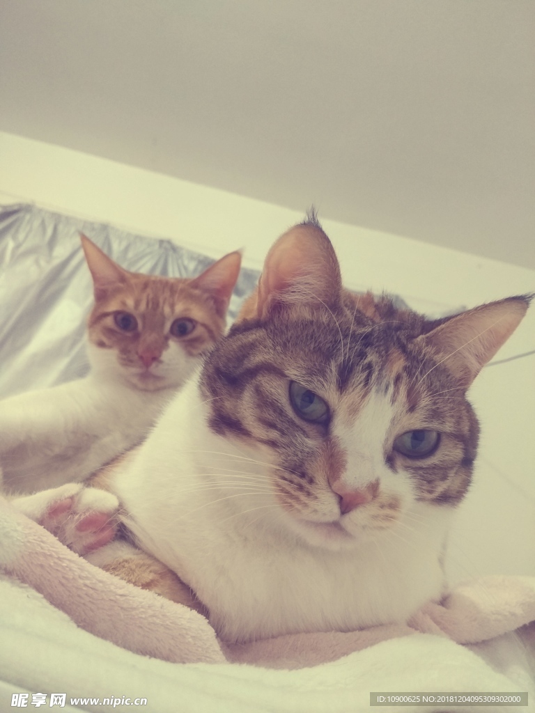 两只猫咪 橘猫