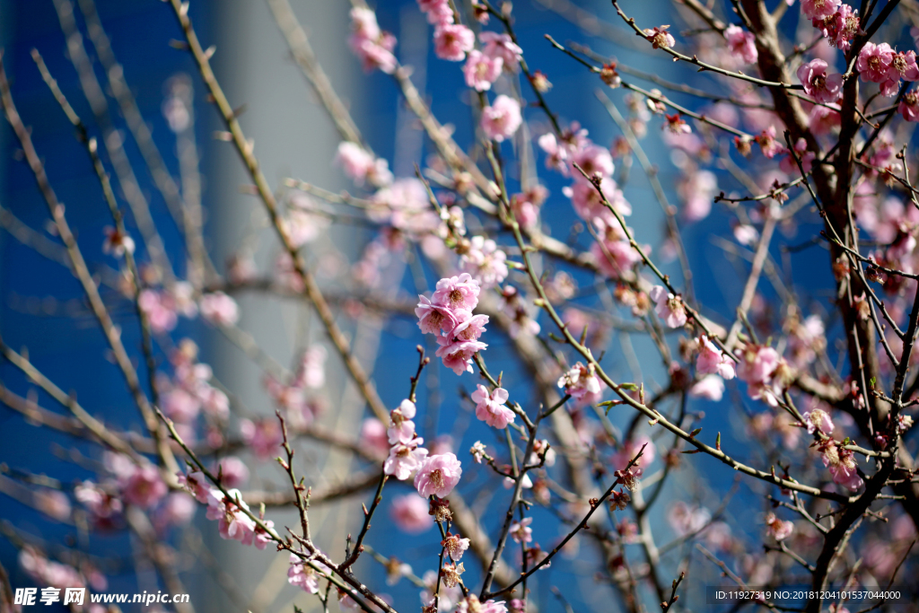 桃花