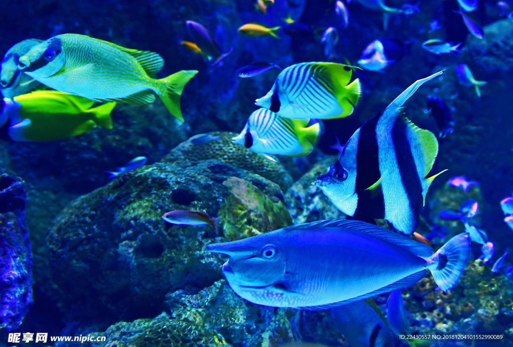 海洋魚群