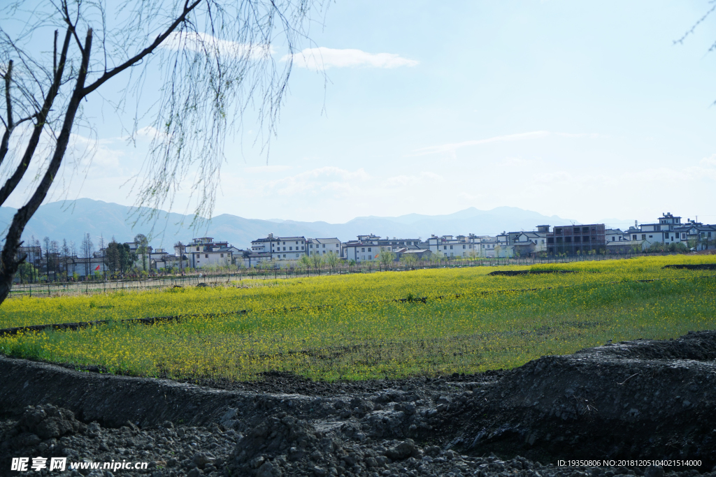 云南大理 油菜花 民居