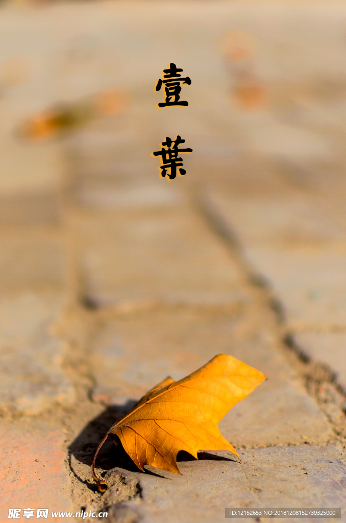 一葉知秋