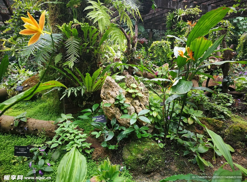 陰生植物