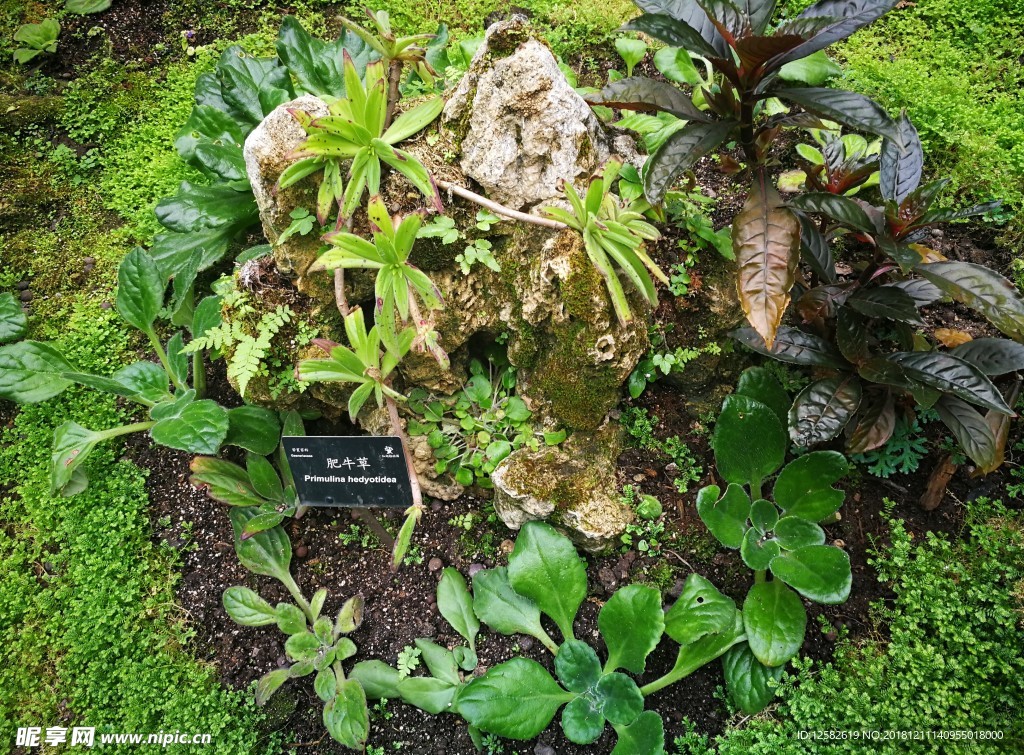 肥牛草