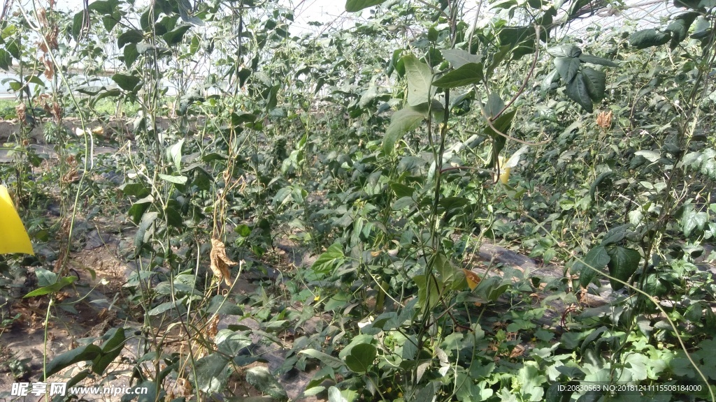 紅豇豆